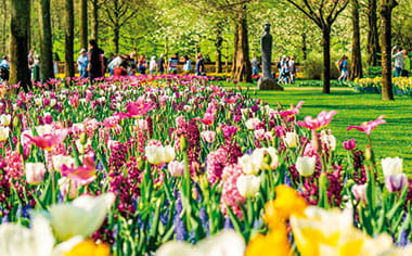 Colourful flowers in the Keukenhof Gardens Colourful flowers in the Keukenhof Gardens